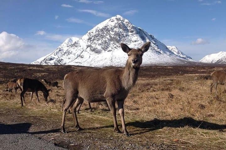 Loch Ness, Glencoe & Highlands Day Tour from Glasgow — Loch Cruise and Glencoe Views photo 6