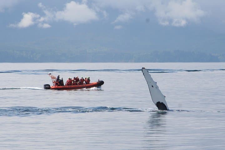 Winter Zodiac Whale Watching from Victoria Inner Harbour photo 3