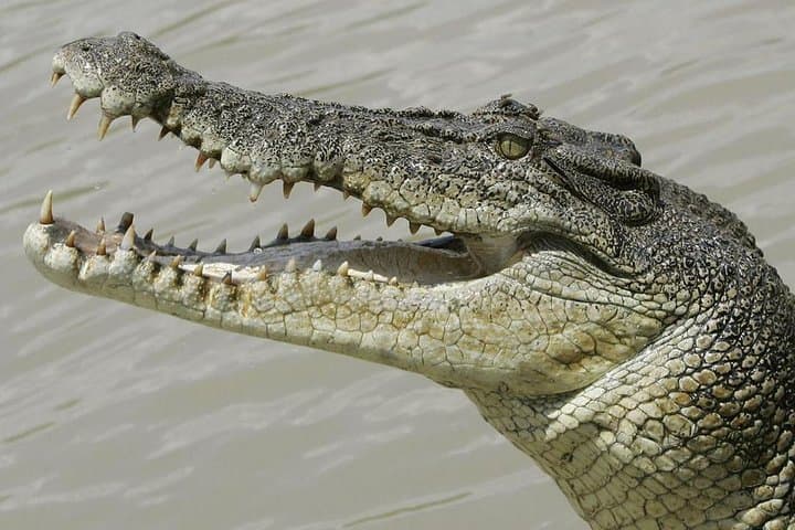 Agadir Crocodiles Park (Crocoparc) Ticket with Transfers — What to Expect