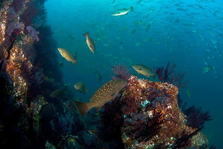 Three-Tank Combo: Cabo Reserve & Corridor Dives — Certified Divers photo 2