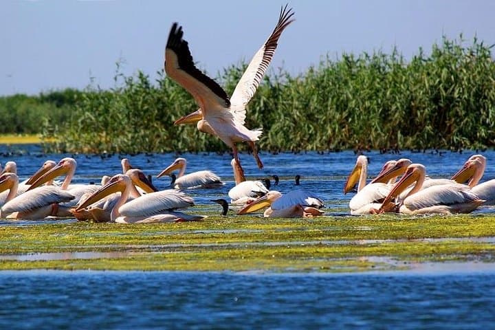 2-Day Private Danube Delta Tour from Bucharest — Wildlife & Boat Excursion photo 2