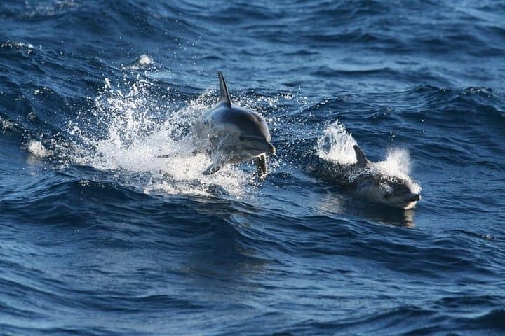 Port Stephens Dolphins and Sandboarding: Full-Day 4WD Adventure from Sydney