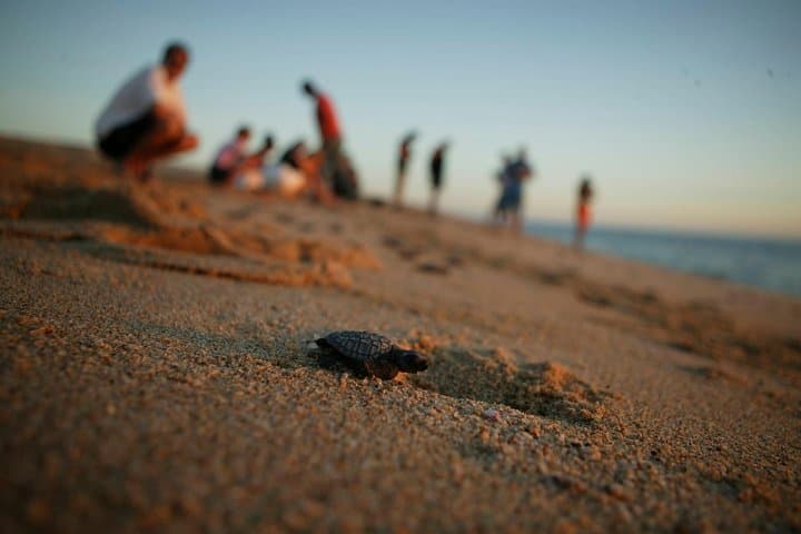 Los Cabos Turtle Release Eco-Experience: Adopt and Release Sea Turtles in San José del Cabo photo 2