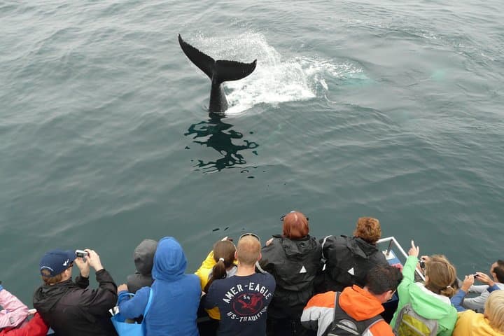 Puffins, Whales & Icebergs: Witless Bay Cruise from St. John's photo 4