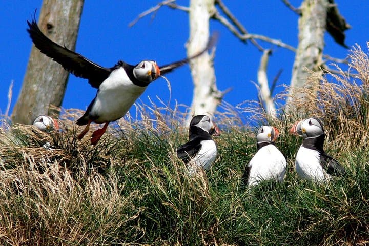 Puffins, Whales & Icebergs: Witless Bay Cruise from St. John's photo 3