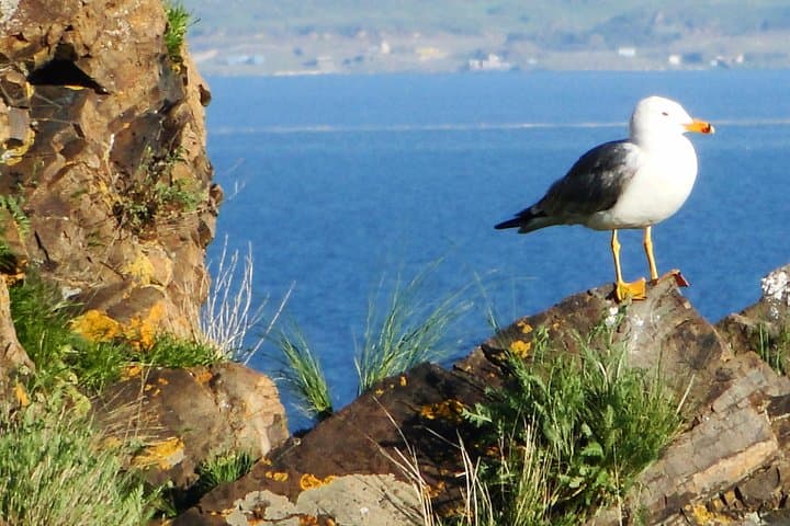 Sevan Lake & Tsakhkadzor Day Tour: Sevanavank, Rope Way & Kecharis Monastery