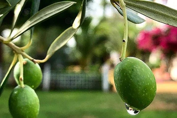 Carmona Olive Oil Tasting & Culinary Day Trip from Seville