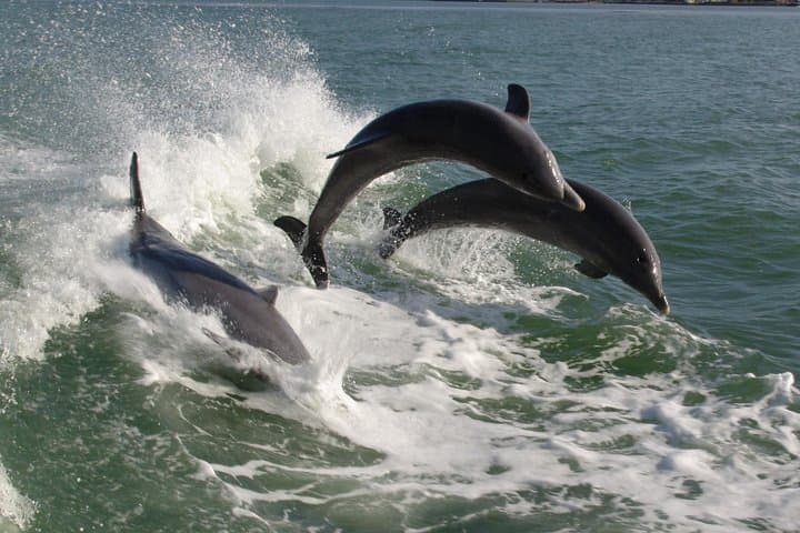 Speedboat Dolphin-Watching Cruise from St. Pete Beach (90–120 min) photo 4
