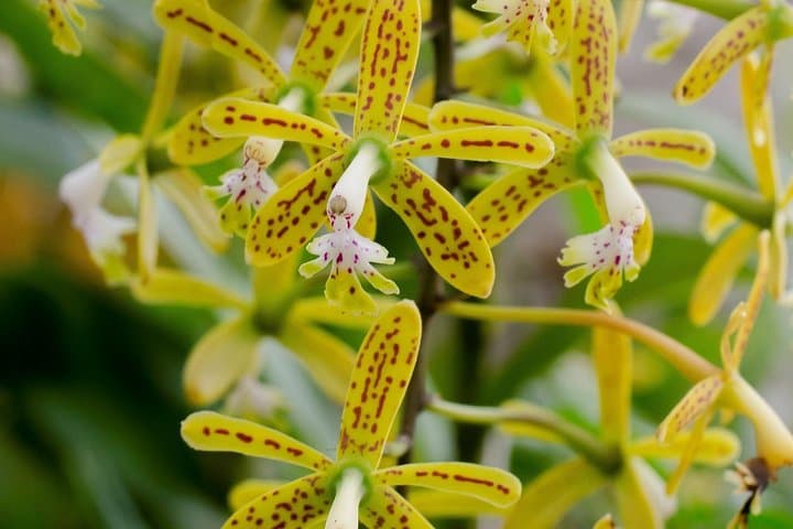 Vallarta Botanical Garden: Tropical Trails, River Swim & Orchid Displays photo 2