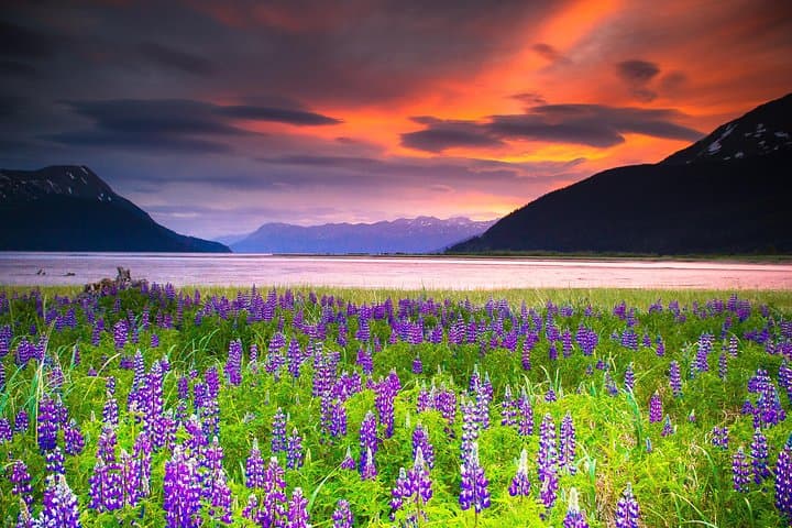 Turnagain Arm Half-Day Tour from Anchorage — Seward Highway, Beluga Point & Alaska Wildlife Conservation Center