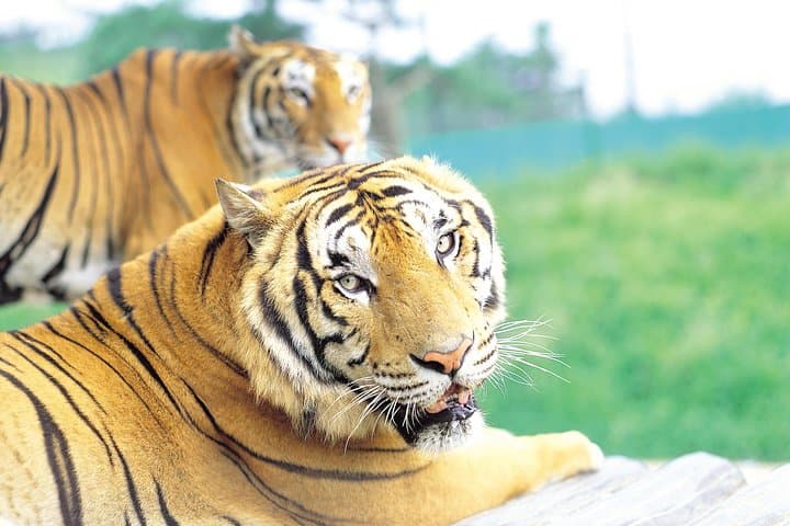 Everland Amusement Park: Full-Day Trip from Seoul with Free-Ride Ticket photo 2