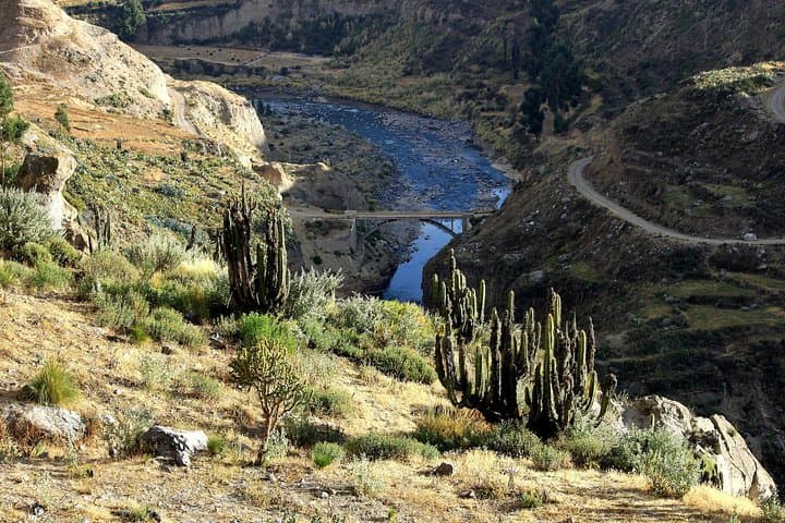 2-Day Colca Canyon & Condor Tour from Arequipa — High Passes, Terraces, Vicuñas photo 3