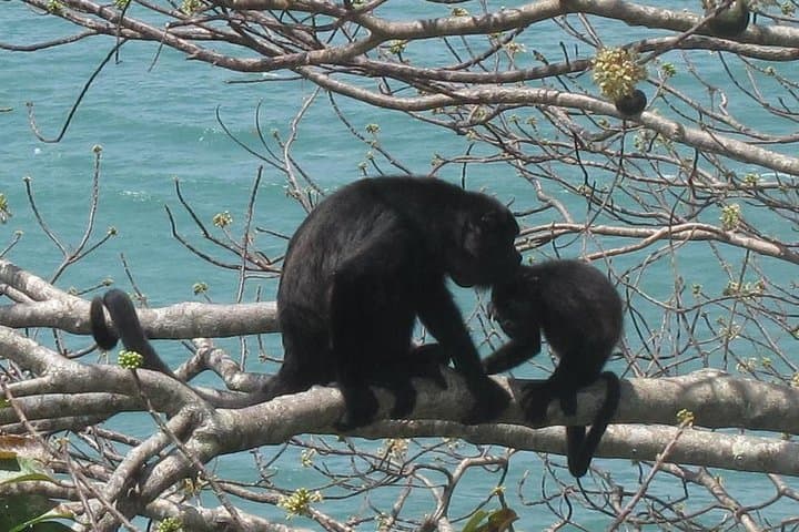 Chagres River Kayak Expedition From Panama City: Full-Day Paddle to Fort San Lorenzo photo 3