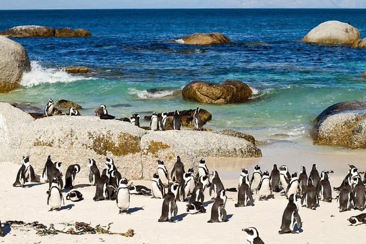 Cape Town Private Tour: Table Mountain Cable Car, Chapman’s Peak & Cape Point Penguins photo 4