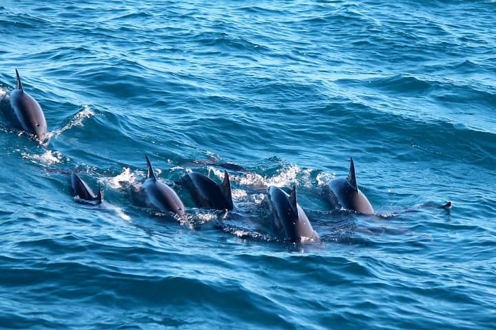 Chasing Blue Whales: Mirissa Day Trip From Colombo or Negombo photo 2