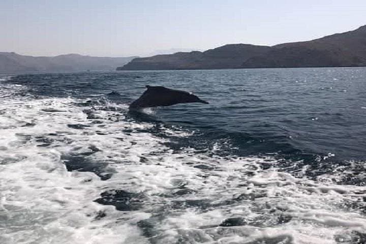 Full-Day Dhow Cruise Through Khasab's Musandam Fjords photo 3