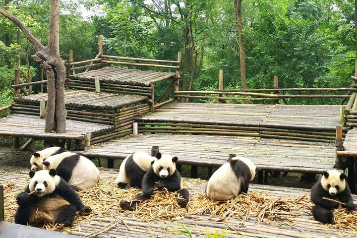 Chengdu Day Trip: Giant Pandas at the Research Base and Historic Huanglongxi photo 5