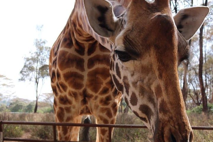 Nairobi Wildlife Day Tour: Giraffe Centre & David Sheldrick Elephant Orphanage photo 5