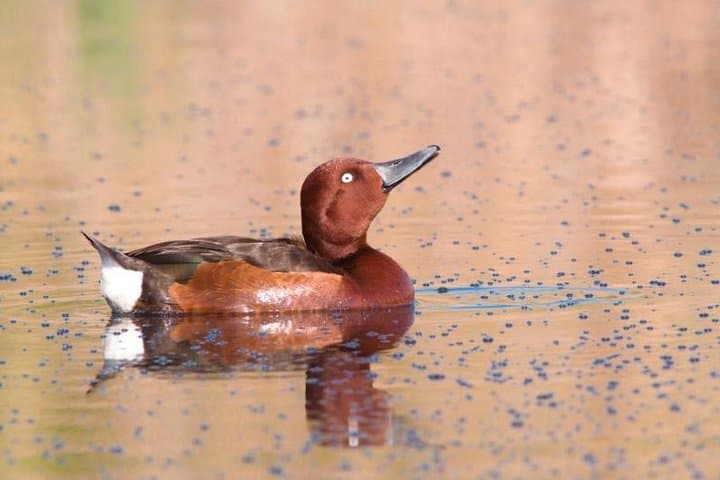 One-day Birding Around Sofia: Vitosha Mountain & Dragoman Marsh Birdwatching photo 2