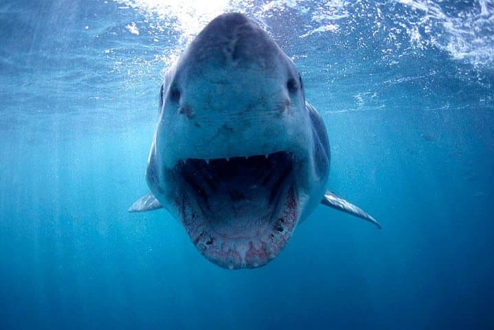 Gansbaai Shark Cage Diving from Cape Town — Full-Day Great White Encounter photo 3
