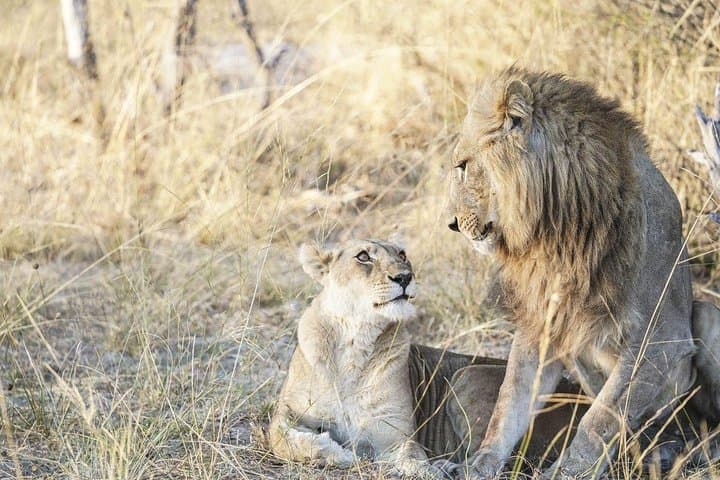 Cape Town 3-Day Cruise, Safari & Winelands Experience: Sunset Sail, Aquila Big Five, Constantia Tasting photo 4