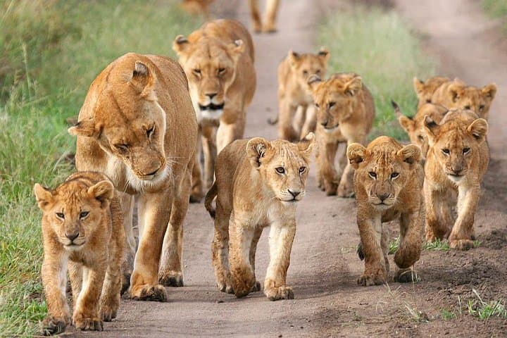 Cape Town 3-Day Cruise, Safari & Winelands Experience: Sunset Sail, Aquila Big Five, Constantia Tasting photo 6