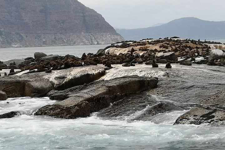Private Cape Point & Penguin Day Tour from Cape Town photo 3