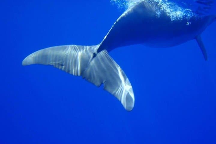 Swim With Wild Dolphins and Whale Watching in Mauritius — Tamarin Bay Expedition photo 3