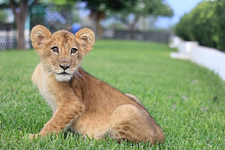 Monterrey Biopark Star Safari Day Trip — Wildlife Encounters & Practical Tips photo 6