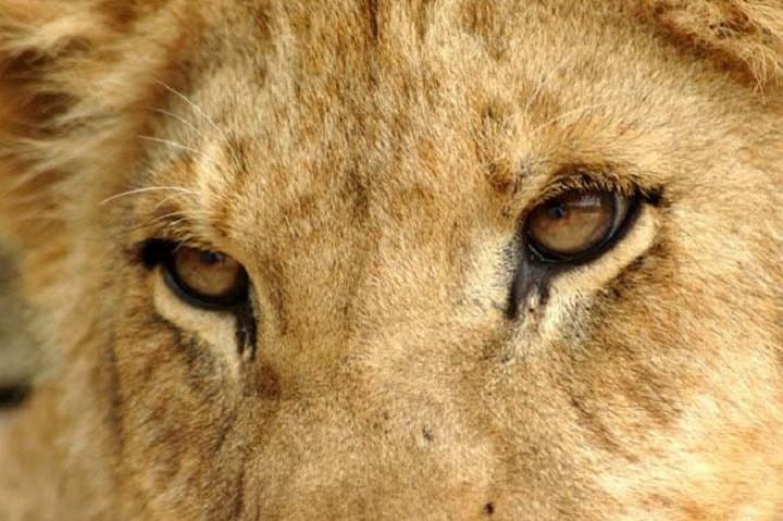 Half-Day Lion Park Safari from Johannesburg — Mini-Safari with Lions, Cheetah & Giraffe