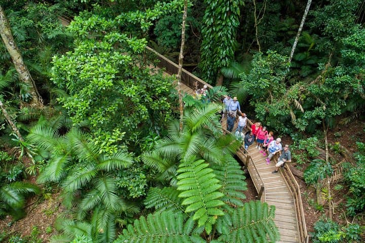 Daintree Rainforest & Cape Tribulation Full-Day Tour — Where Rainforest Meets Reef