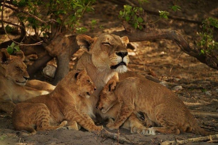 2-Day Camping Safari in Chobe National Park from Victoria Falls photo 2