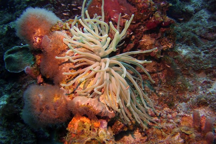 Discover Scuba Diving in Curacao — Beginner Guided Dives from Willemstad photo 2
