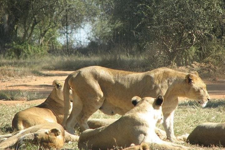 Rhino and Lion Nature Reserve Game Drive — Gauteng Safari from Johannesburg