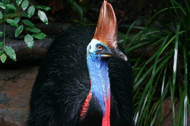 Cape Tribulation & Daintree Wilderness: Full-Day Rainforest Meets Reef Adventure photo 2
