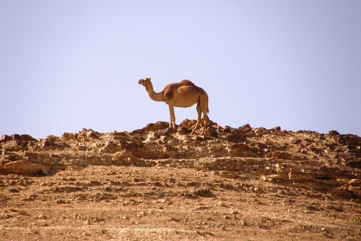 Negev Mountains Private Tour from Tel Aviv — Makhtesh Ramon, Avdat & Sde Boker