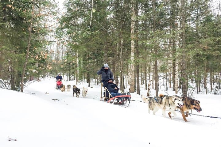 Dog Sledding from Toronto: Private Winter Tour to Explorer's Edge