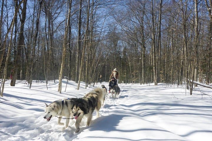 Dog Sledding from Toronto: Private Winter Tour to Explorer's Edge photo 2