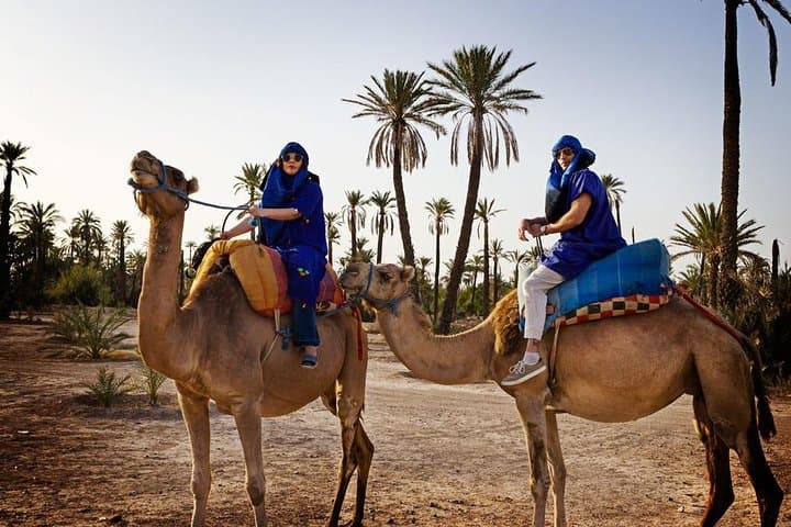 Sunset Camel Ride in Marrakech Palmeraie: Palm-Grove Tour with Pickup