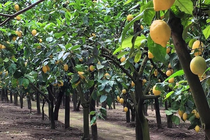E-Bike Food & Wine Tour from Sorrento to Massa Lubrense photo 4