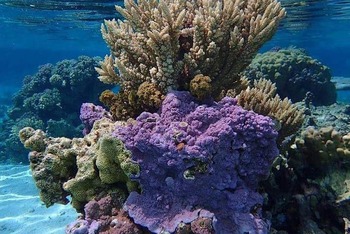 Bora Bora Combo Dive & Snorkel: Half-Day Lagoon Adventure photo 3
