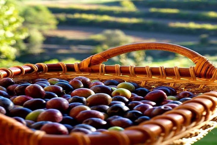 Vall d’Hortons Olive Oil Tasting — Private Tour from Barcelona photo 3