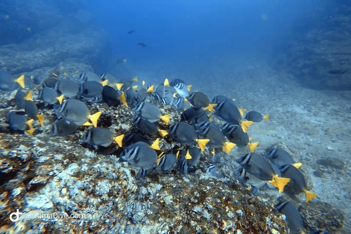 Try Scuba Diving in Tamarindo: Beginner Two-Dive Intro with Boat Transfer photo 5