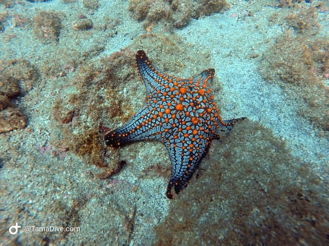 Try Scuba Diving in Tamarindo: Beginner Two-Dive Intro with Boat Transfer photo 6