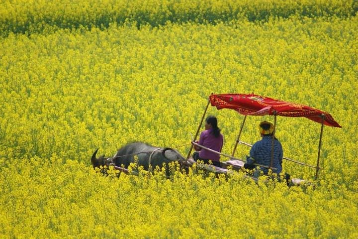 Five-Day Kunming & Luoping: Canola Fields, Stone Forest and Nine-Dragon Waterfall photo 2