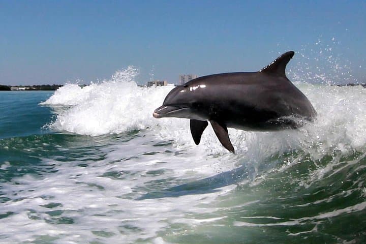 Speedboat Dolphin-Watching Cruise from St. Pete Beach (90–120 min) photo 5