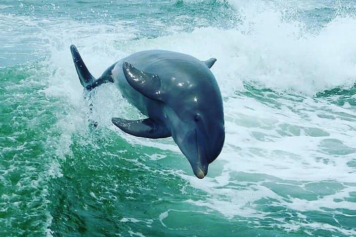 Speedboat Dolphin-Watching Cruise from St. Pete Beach (90–120 min) photo 6