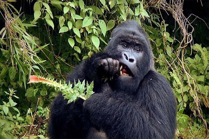 6-Day Uganda Safari: Gorillas, Chimps & Murchison Falls Big Five Experience photo 3
