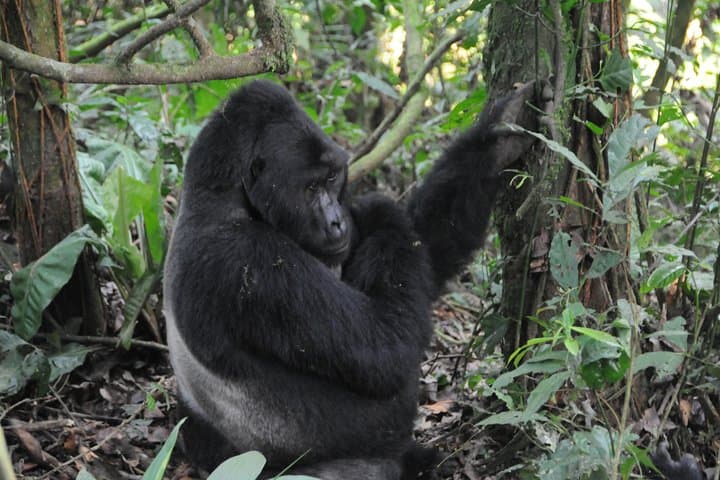 6-Day Uganda Safari: Gorillas, Chimps & Murchison Falls Big Five Experience photo 4