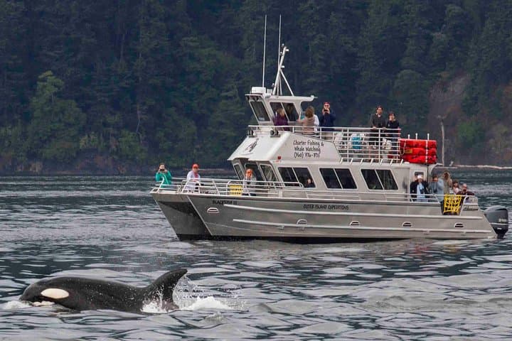 Orcas Island Whale Watching: High-Speed Orca Tours from Eastsound photo 2